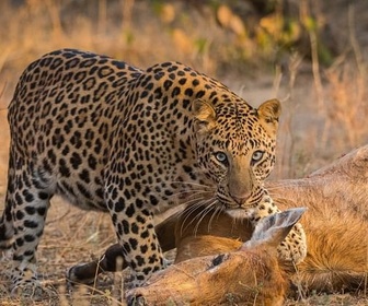 Replay Le léopard - Prédateurs et proies, un équilibre fragile