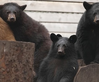 Replay ARTE Reportage - Canada : cohabiter avec les ours