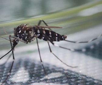 Replay Des animaux et des plantes nuisibles ? - La vérité sur les envahisseurs