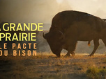 Replay La grande prairie, le pacte du bison
