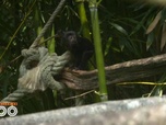 Replay Une saison au zoo - S13 E3