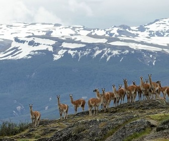Replay Les prairies - Espèces en voie d'adaptation
