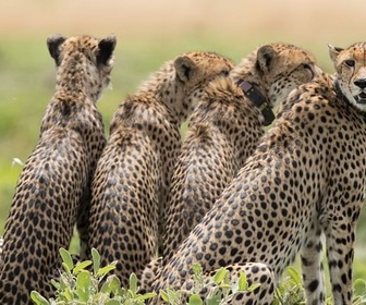 Replay Guépards - Dynasties animales
