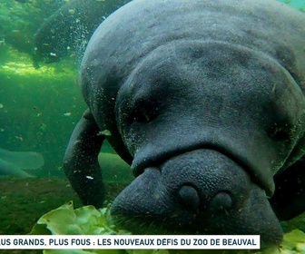 Replay Un jour, un doc - Plus grands, plus fous : les nouveaux défis du zoo de Beauval (2/2)