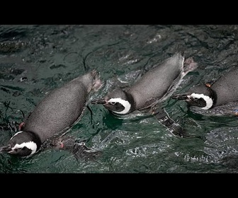 Replay Les manchots de Magellan sont de retour à l'aquarium de Lisbonne, pour le plus grand plaisir...