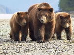 Replay Alaska, l'ultime frontière de l'Amérique - Les derniers paradis sauvages