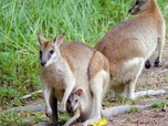 Replay Daintree, l'Australie des origines - Merveilles de la nature