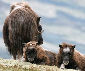 Replay Le boeuf musqué - Les animaux sauvages d'Europe