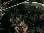 Replay Paysans du monde - Grèce : Raisin sec