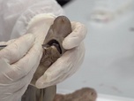 Replay ARTE Journal - Le requin, vigie de la santé des océans