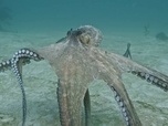 Replay ARTE JUNIOR Le magazine - Pêcheurs et scientifiques unis pour la mer