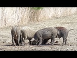 Replay L'UE envoie des experts en Catalogne pour enrayer l'épidémie de peste porcine