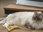 Replay La vie secrète des chats