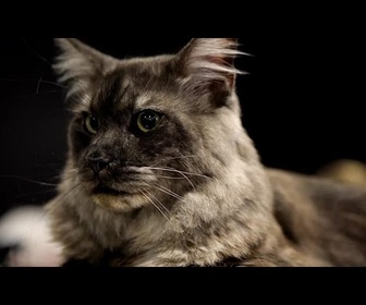Replay Concours félin international : les plus beaux chats d'Europe réunis à Sofia
