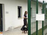 Replay Animaux à adopter - Sabaka, Cricket et Didi