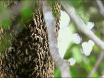 Replay Les maîtres des abeilles - Indonésie, l'arbre à miel sacré