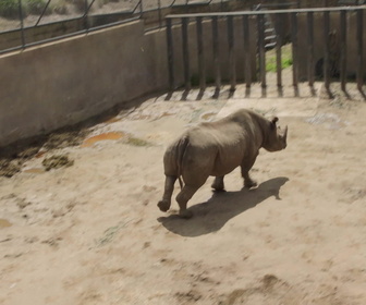 Replay Au coeur du zoo le plus beau du monde - S1E4 - Histoire de lions