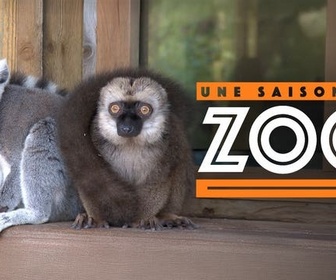 Replay Une saison au zoo - Épisode 1