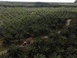 Replay Focus - Malaisie : l'industrie de l'huile de palme peine à se conformer aux règlements de l'UE