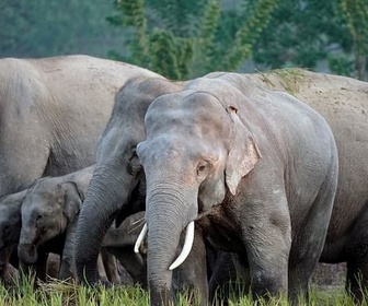 Replay Inde, les éléphants de la discorde - 360 ° Reportage