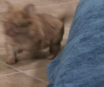 Replay Too cute (Trop mignon) - Chihuahuas Setters anglais et Mâtins napolitains