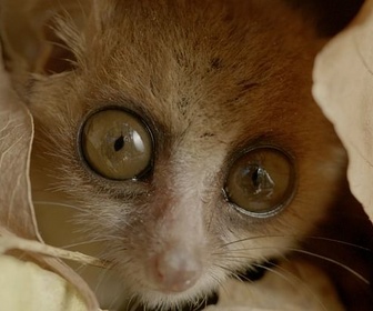 Replay La jungle des lémuriens - Madagascar, l'île rouge