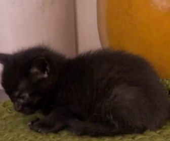 Replay Too cute (Trop mignon) - Maine coons Siamois et chats recueillis