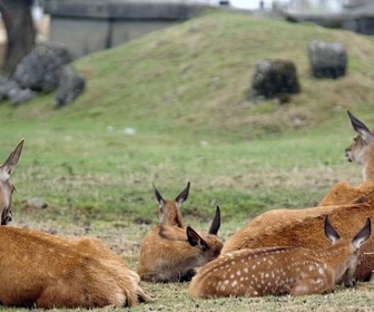Replay Pologne / Nouvelle-Zélande / Toulouse - Invitation au voyage