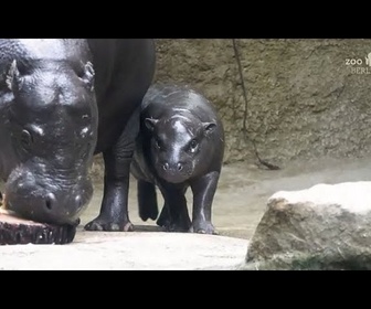 Replay No Comment. Toni, la petite hippo pygmée star de Berlin, part à la chasse aux friandises