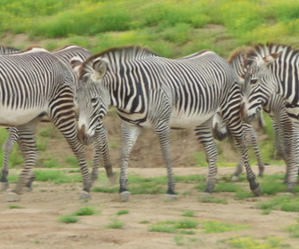 Replay Au coeur du zoo le plus beau du monde - S1E5 - Panda-Monium