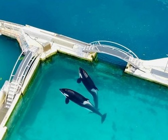 Replay Orques, la fin du spectacle - ARTE Regards