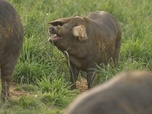 Replay Le goût du détail - Porc noir de Bigorre