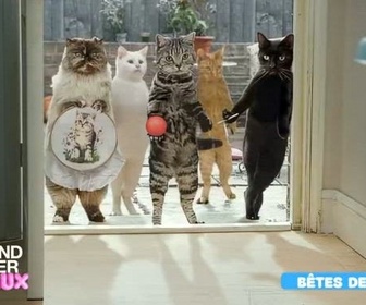Replay Le grand bêtisier des animaux - Émission 6