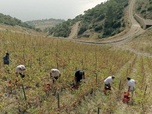 Replay Croatie : la vigne se lève à l'Est - Des vignes et des hommes