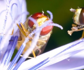 Replay Les insectes - Les vrais maîtres de la Terre