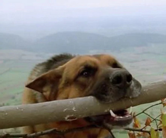 Replay Rex, chien flic - La baby-sitter