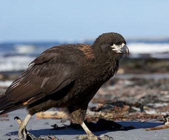 Replay Des champions de la survie - À la rencontre des rapaces