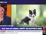 Replay Perrine jusqu'à minuit - Taxe sur les chiens, l'impôt qui rapporte gros - 14/10