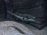 Replay ARTE Journal - Les poissons globes, une menace pour la Grèce