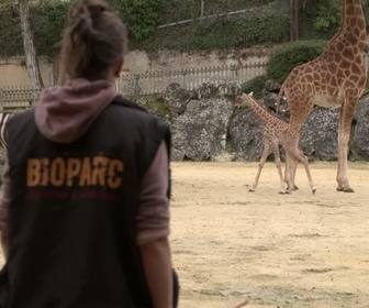 Zoo, le défi de demain replay
