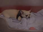 Replay Chiens et chats sans collier - Des vies à récoller