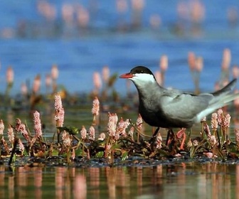 Replay La Brenne, le pays aux mille étangs - La France sauvage