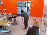 Replay Vétérinaires : leur vie en direct - Quand Eliote le Golden tente de sauver Ayme la Westy
