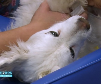 Replay Vétérinaires : leur vie en direct - De quel mal souffre le chien Twister ?