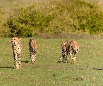 Replay La meute, cinq guépards dans le Serengeti