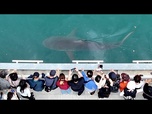 Replay Foules massives devant le sauvetage d'un requin échoué en Corée du Sud