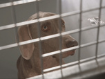 Replay Chiens et chats sans collier - Déconfiance et renaissance