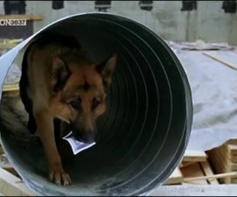 Replay Rex, chien flic - Le chantier abandonné