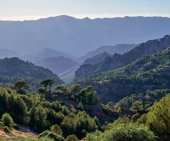 Replay Les forêts des sommets