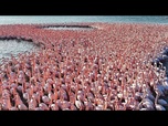 Replay Les merveilles naturelles du Kazakhstan : Où les flamants roses colorent la steppe